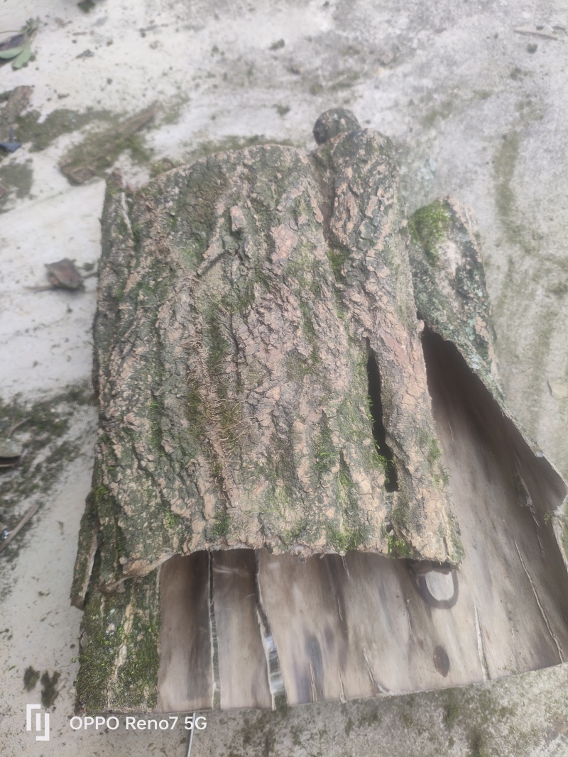 杜仲皮