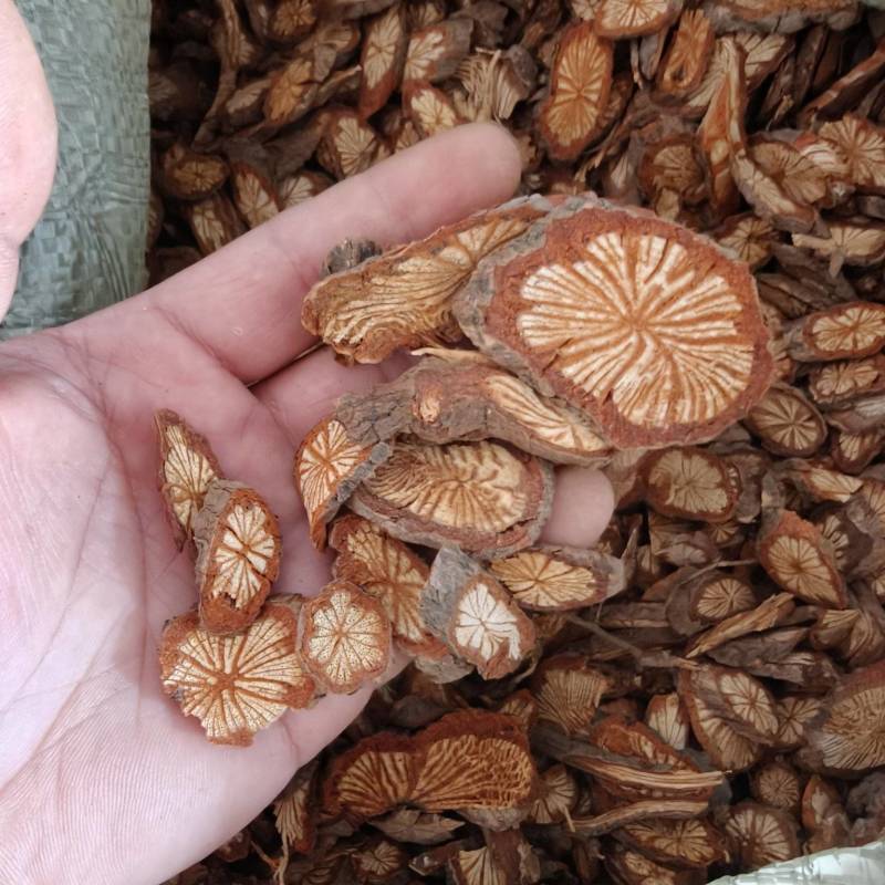红藤片，中大片