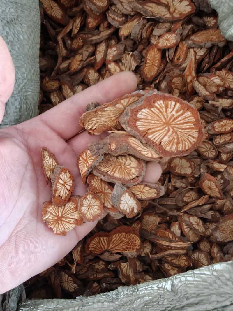 红藤片，中大片