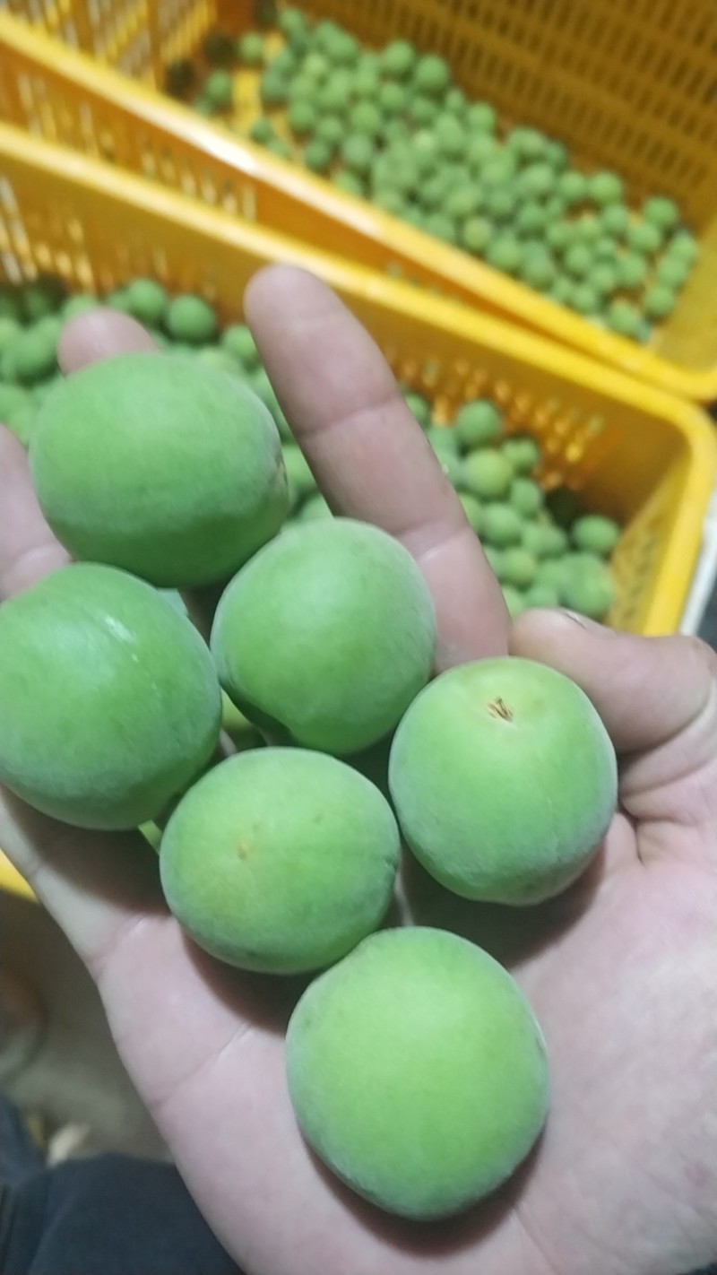 青梅