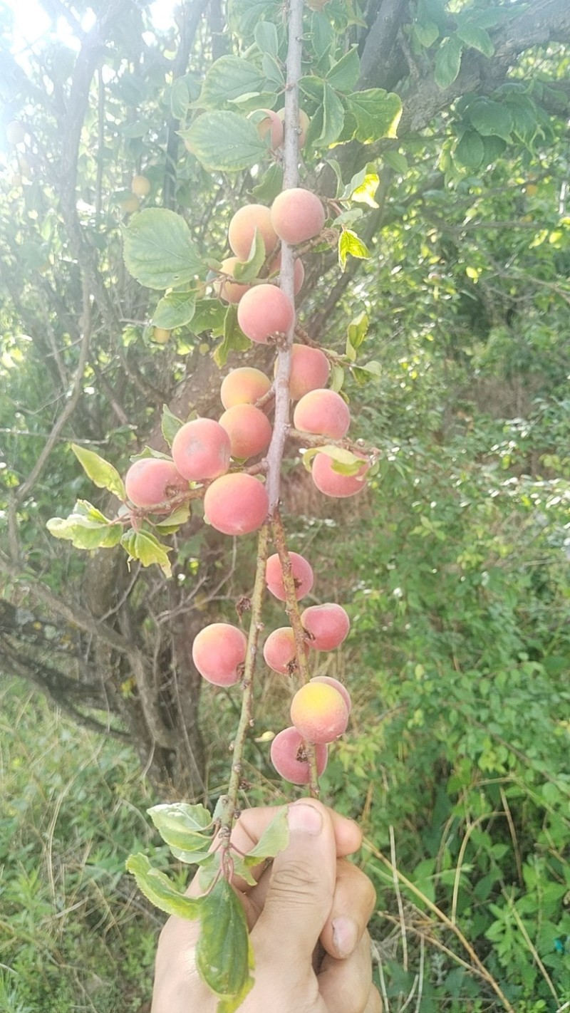 青梅
