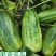 新香玉菜瓜种子早熟绿皮绿肉高产甜瓜脆瓜清香种籽正品优质