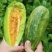 新香玉菜瓜种子早熟绿皮绿肉高产甜瓜脆瓜清香种籽正品优质