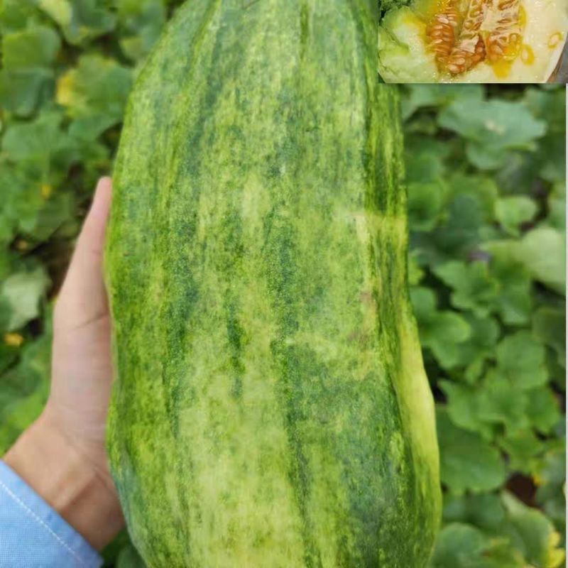 新香玉菜瓜种子早熟绿皮绿肉高产甜瓜脆瓜清香种籽正品优质