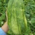 新香玉菜瓜种子早熟绿皮绿肉高产甜瓜脆瓜清香种籽正品优质