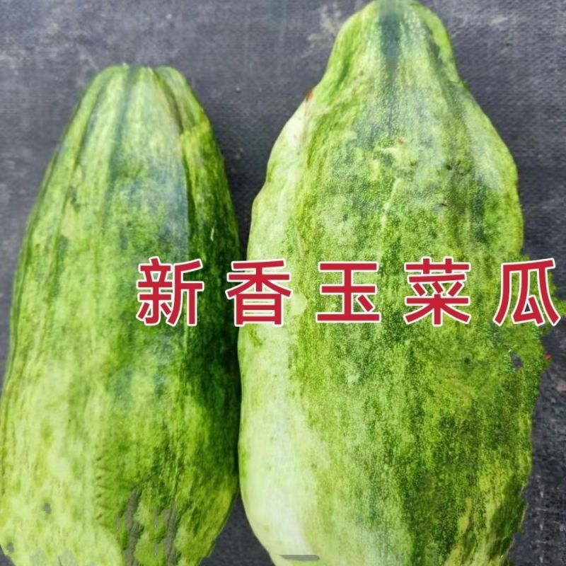 新香玉菜瓜种子早熟绿皮绿肉高产甜瓜脆瓜清香种籽正品优质
