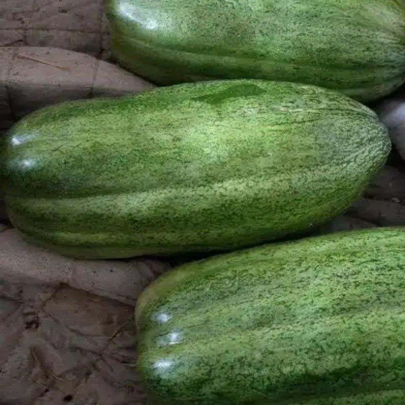 新香玉菜瓜种子早熟绿皮绿肉高产甜瓜脆瓜清香种籽正品优质