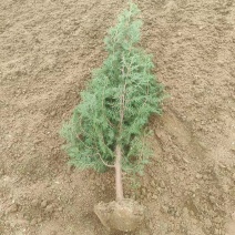 侧柏树苗扁柏树苗