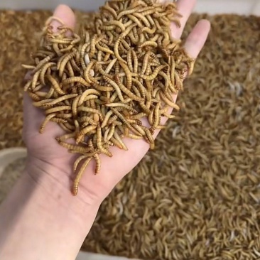常年供应各种规格优质黄粉虫黄粉虫