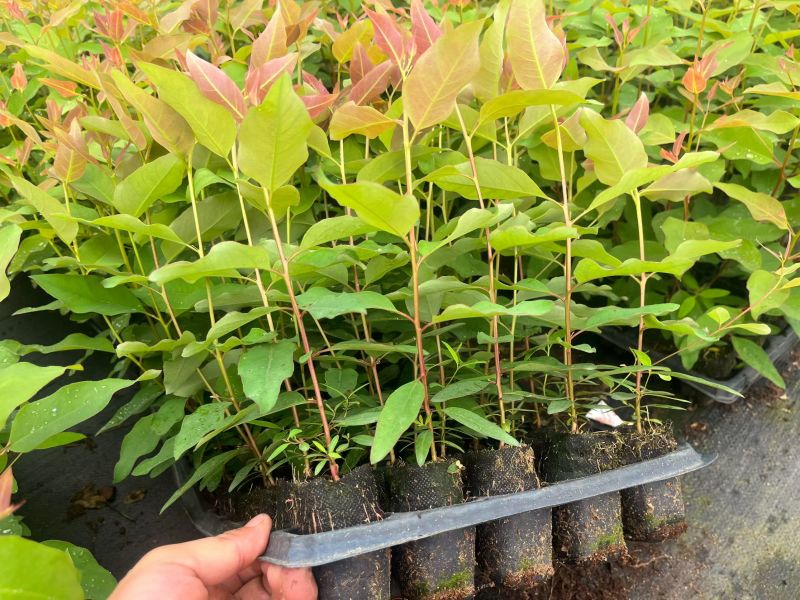 森林苗圃出售各种品种桉树苗