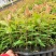 森林苗圃出售各种品种桉树苗