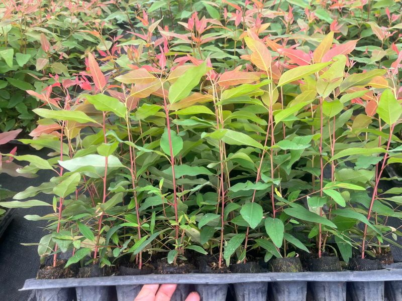 森林苗圃出售各种品种桉树苗