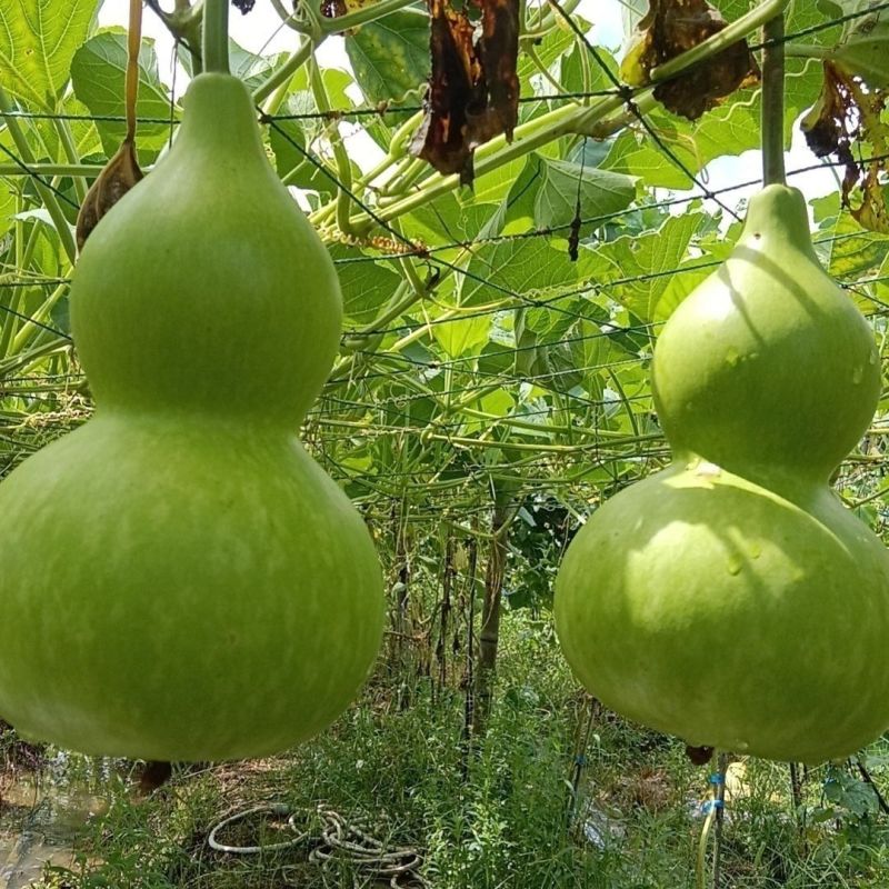 富贵宝葫芦种子把玩件文玩铁包金八宝特大巨型阳台盆栽小葫芦