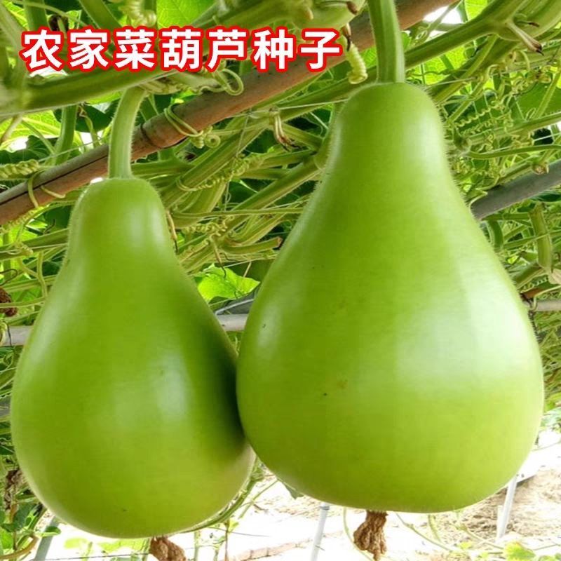 农家菜葫芦种子大瓢葫芦种籽可食用可做瓢室内阳台庭院