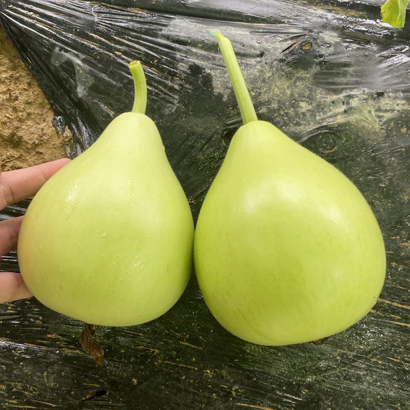 农家菜葫芦种子大瓢葫芦种籽可食用可做瓢室内阳台庭院