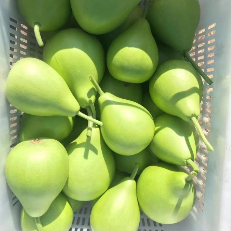 农家菜葫芦种子大瓢葫芦种籽可食用可做瓢室内阳台庭院