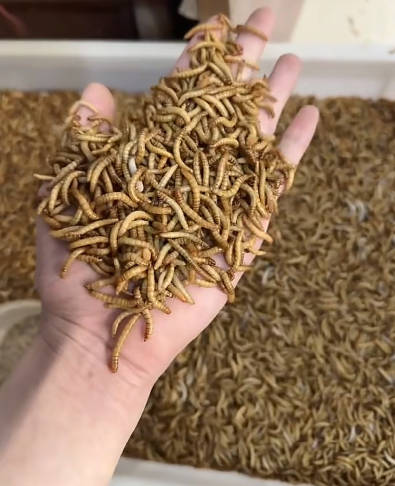 黄粉虫