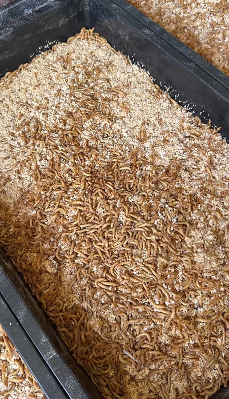 黄粉虫