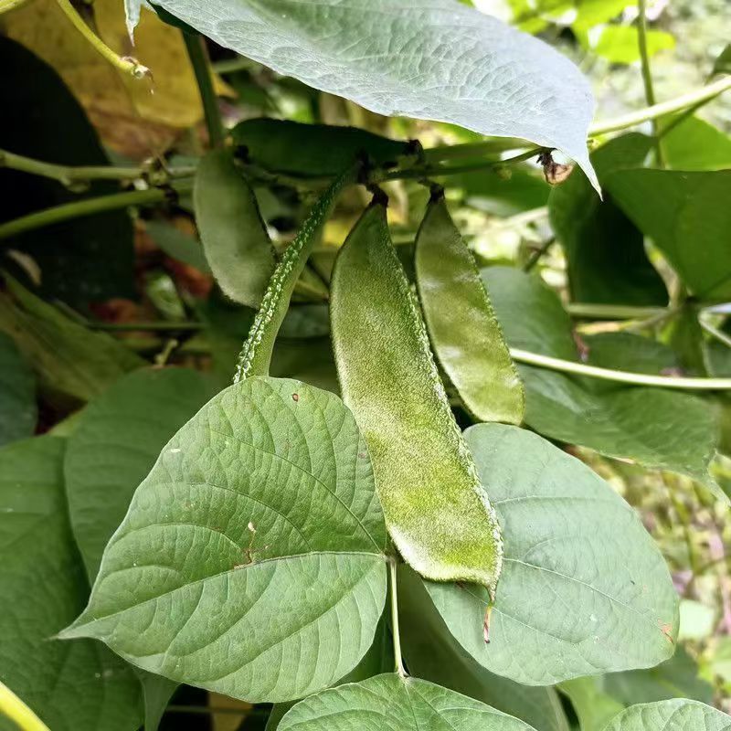 大肉猪耳朵扁豆绿眉豆种子高产抗病耐热耐寒春秋播蔬菜种子