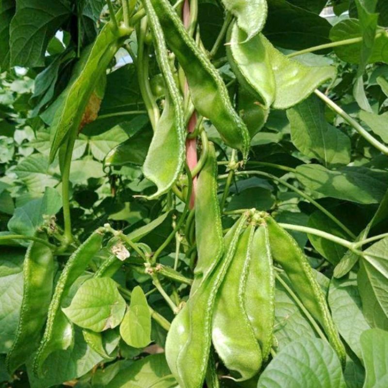 大肉猪耳朵扁豆绿眉豆种子高产抗病耐热耐寒春秋播蔬菜种子