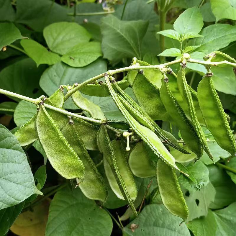 大肉猪耳朵扁豆绿眉豆种子高产抗病耐热耐寒春秋播蔬菜种子