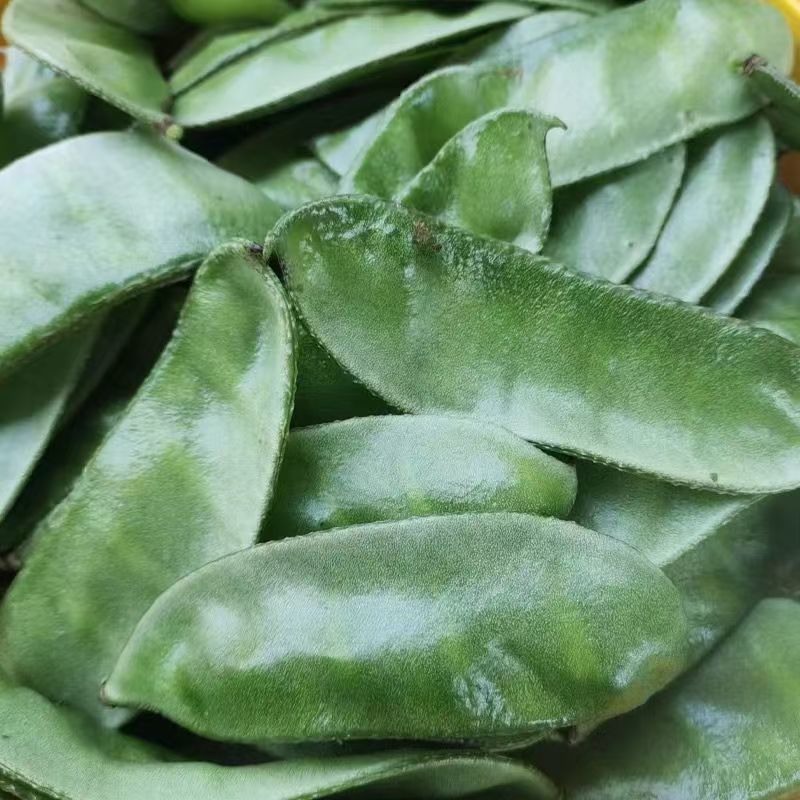 大肉猪耳朵扁豆绿眉豆种子高产抗病耐热耐寒春秋播蔬菜种子