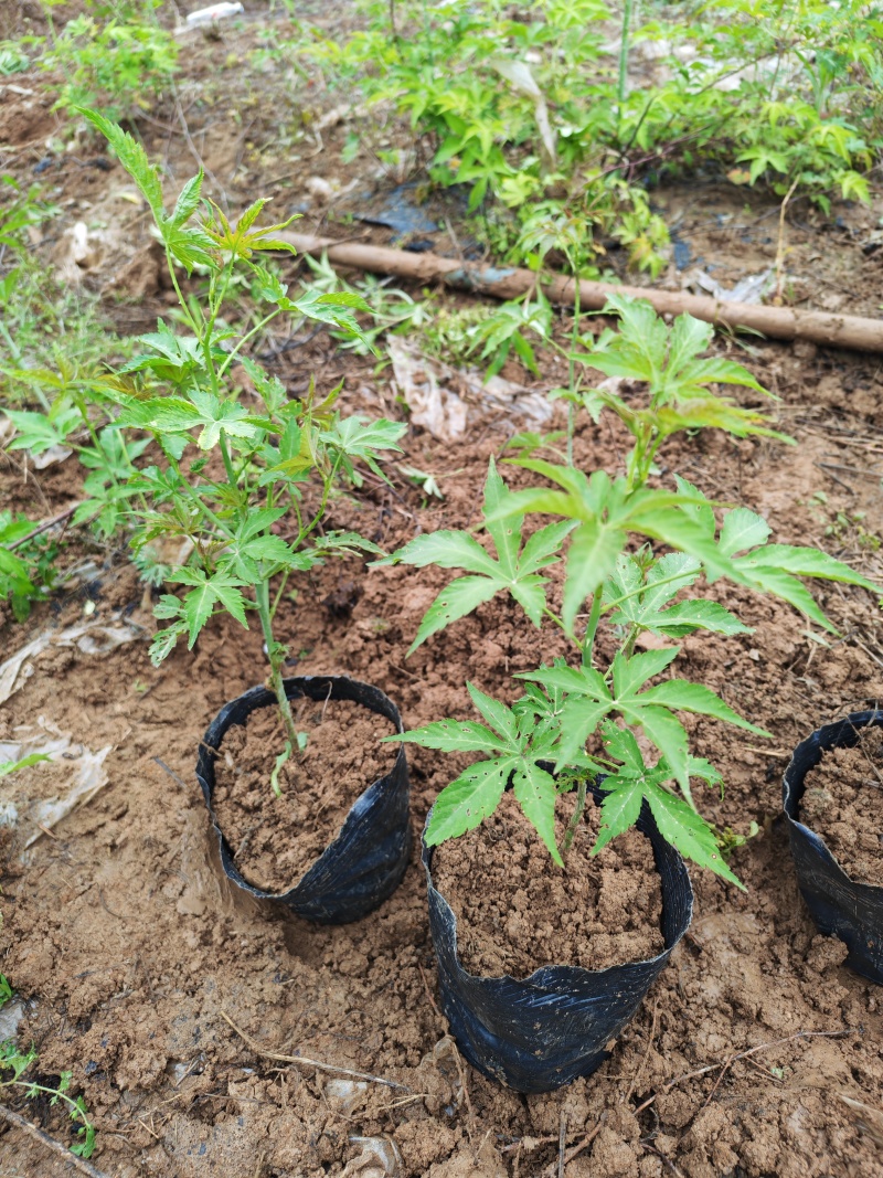 两年生大杯苗（杯的规格18*16）今年种明年结果苗