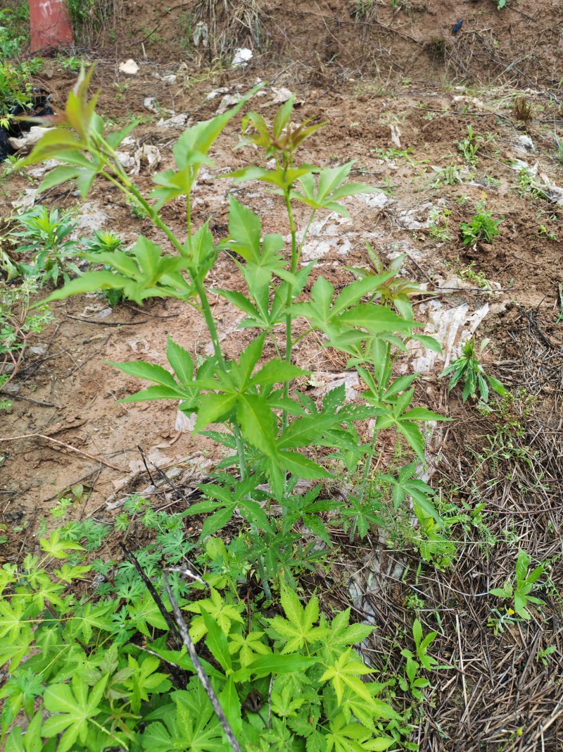 两年生大杯苗（杯的规格18*16）今年种明年结果苗