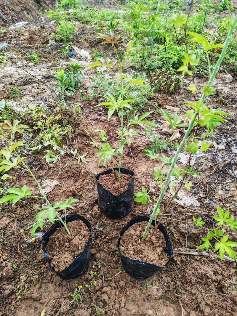 两年生大杯苗（杯的规格18*16）今年种明年结果苗