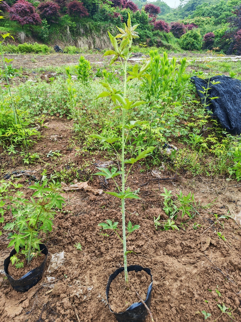 两年生大杯苗（杯的规格18*16）今年种明年结果苗