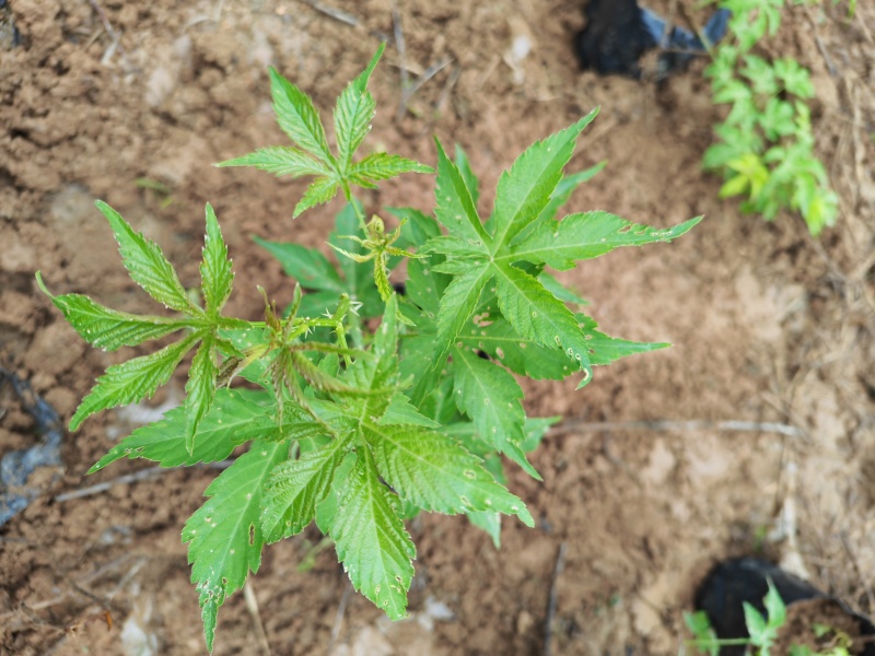 两年生大杯苗（杯的规格18*16）今年种明年结果苗