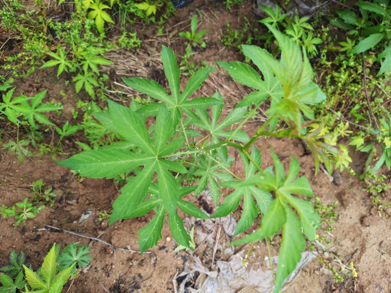 两年生大杯苗（杯的规格18*16）今年种明年结果苗