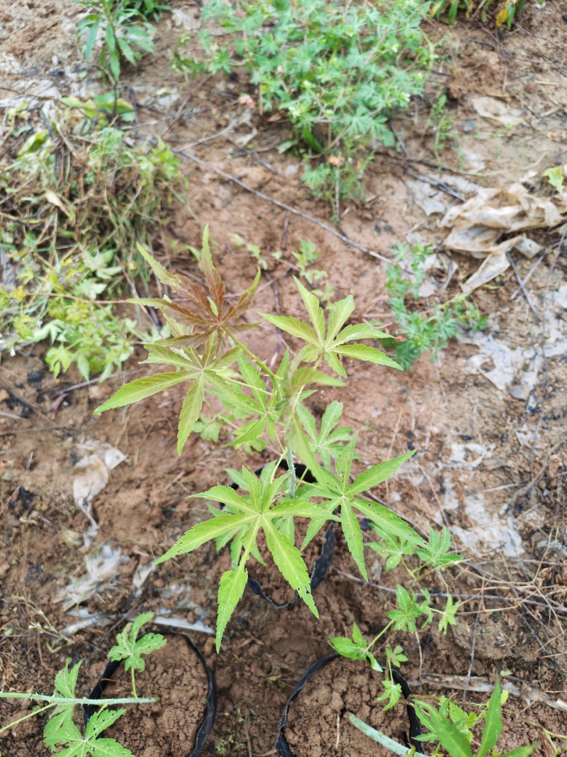 两年生大杯苗（杯的规格18*16）今年种明年结果苗