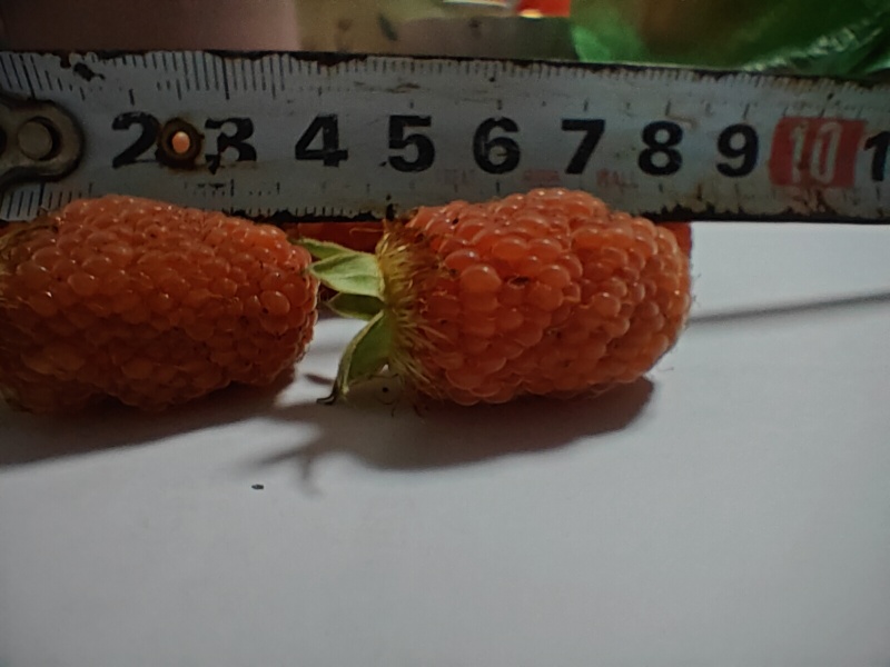 新品种小杯苗，裸根小苗