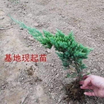 绿化工程地柏苗爬地柏苗地柏盆景素材铺地柏爬地柏庭院园林植