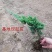 绿化工程地柏苗爬地柏苗地柏盆景素材铺地柏爬地柏庭院园林植