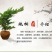绿化工程地柏苗爬地柏苗地柏盆景素材铺地柏爬地柏庭院园林植