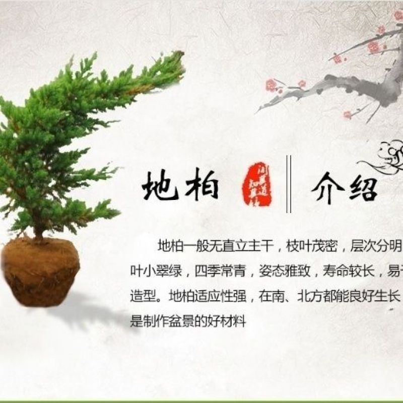绿化工程地柏苗爬地柏苗地柏盆景素材铺地柏爬地柏庭院园林植
