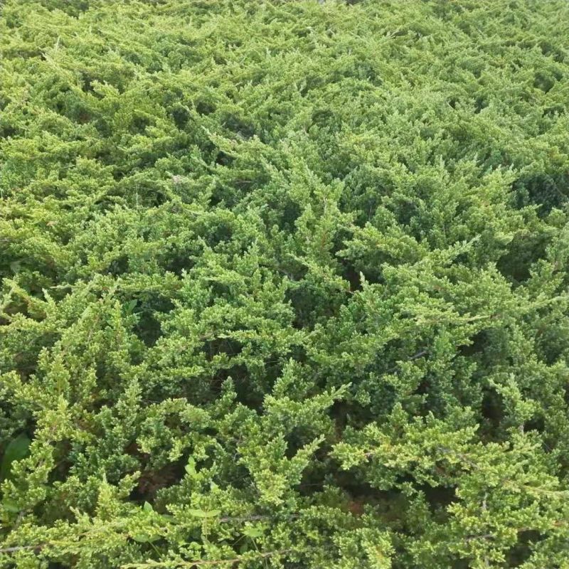 绿化工程地柏苗爬地柏苗地柏盆景素材铺地柏爬地柏庭院园林植