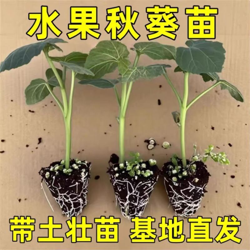 水果秋葵苗根系发达叶片肥厚苗厂直发一代杂交品种黄秋葵苗