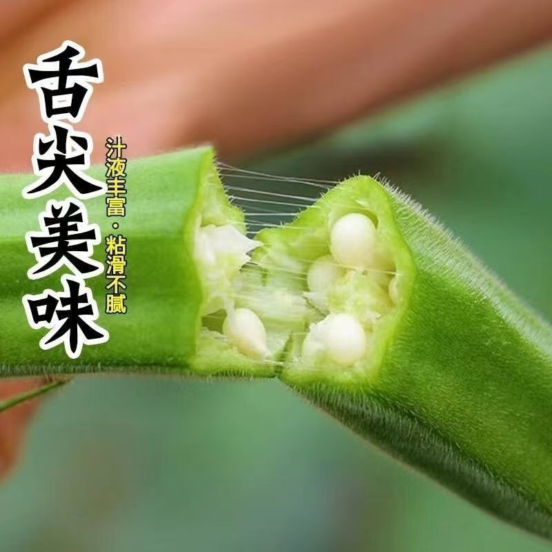 水果秋葵苗根系发达叶片肥厚苗厂直发一代杂交品种黄秋葵苗