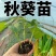水果秋葵苗根系发达叶片肥厚苗厂直发一代杂交品种黄秋葵苗