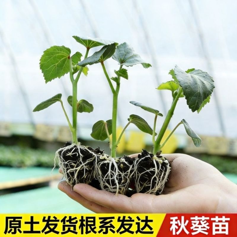 水果秋葵苗根系发达叶片肥厚苗厂直发一代杂交品种黄秋葵苗