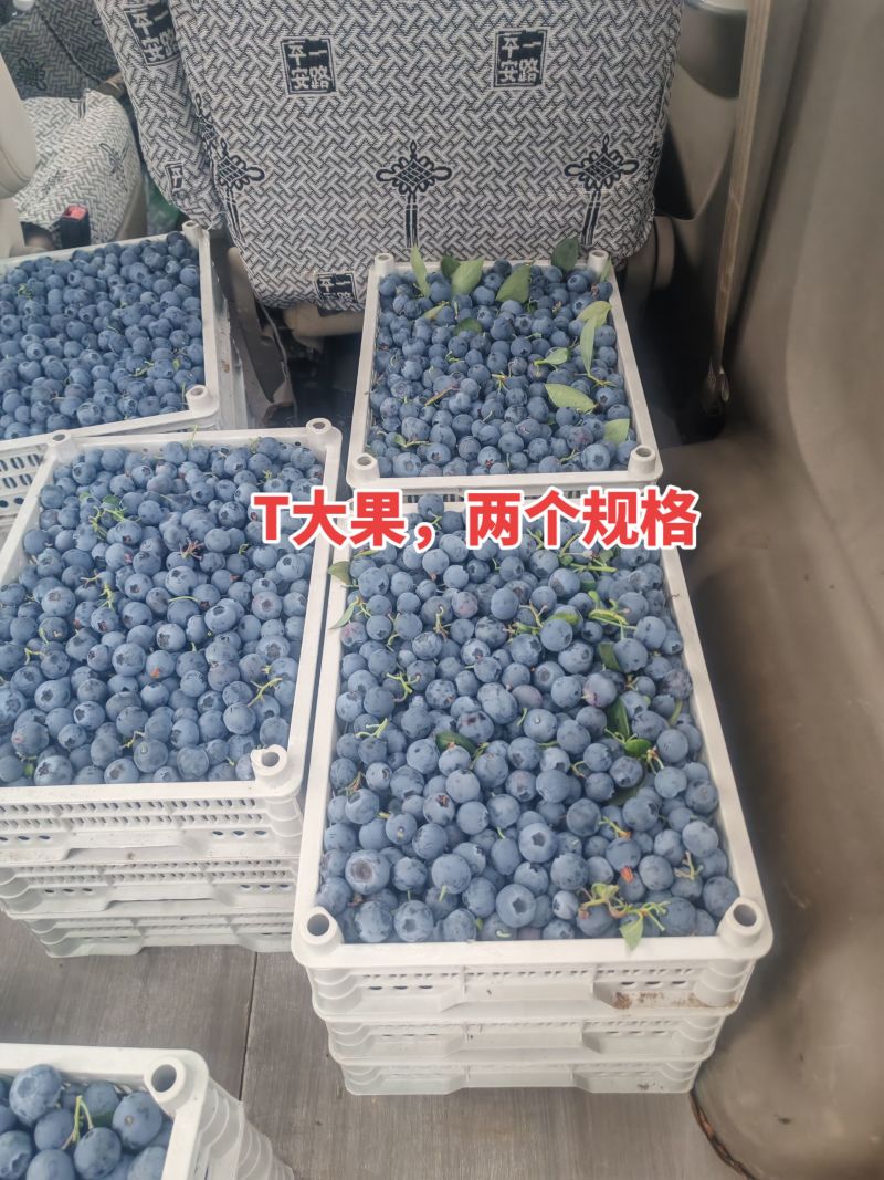 山东蓝莓大量有货