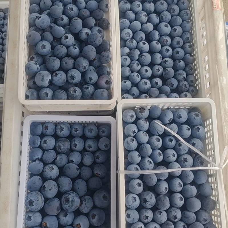 山东蓝莓大量有货