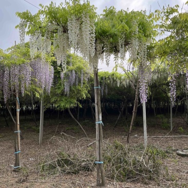 日系紫藤，基地直销，一手货源，品种对版