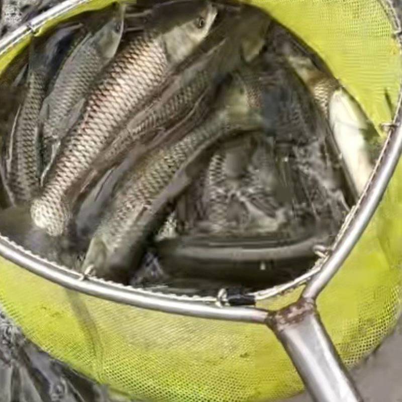 大量出售草鱼批发零售