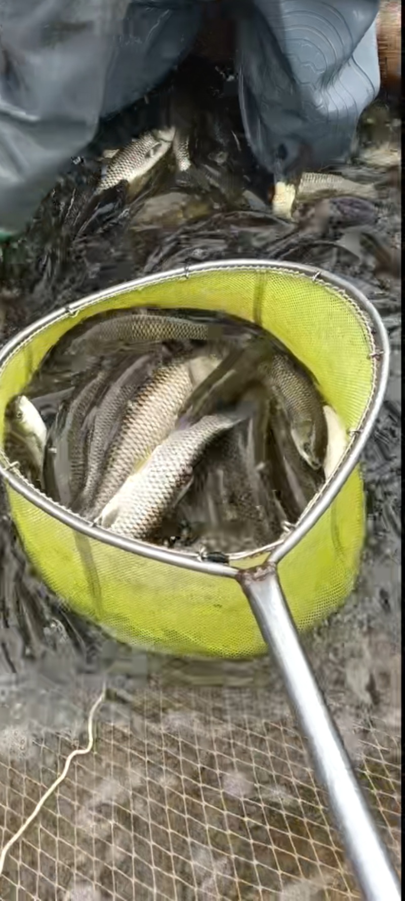大量出售草鱼批发零售