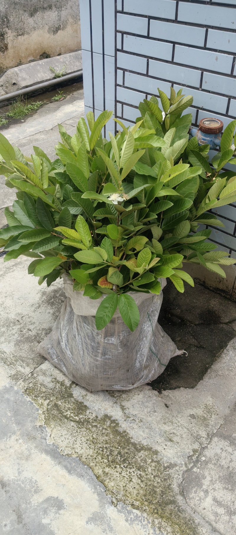 珍珠番石榴苗嫁接小袋苗西瓜红红宝石番石榴芭乐果苗