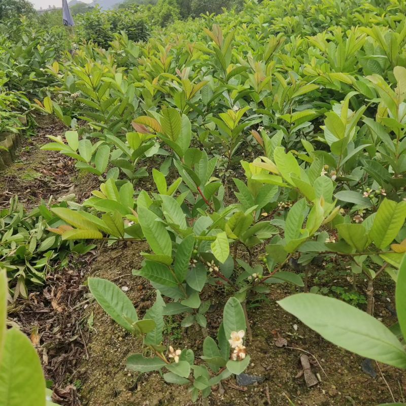 珍珠番石榴苗嫁接小袋苗西瓜红红宝石番石榴芭乐果苗